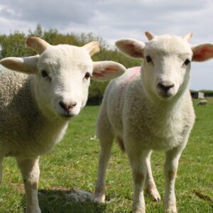 Spring Lambs new tax year
