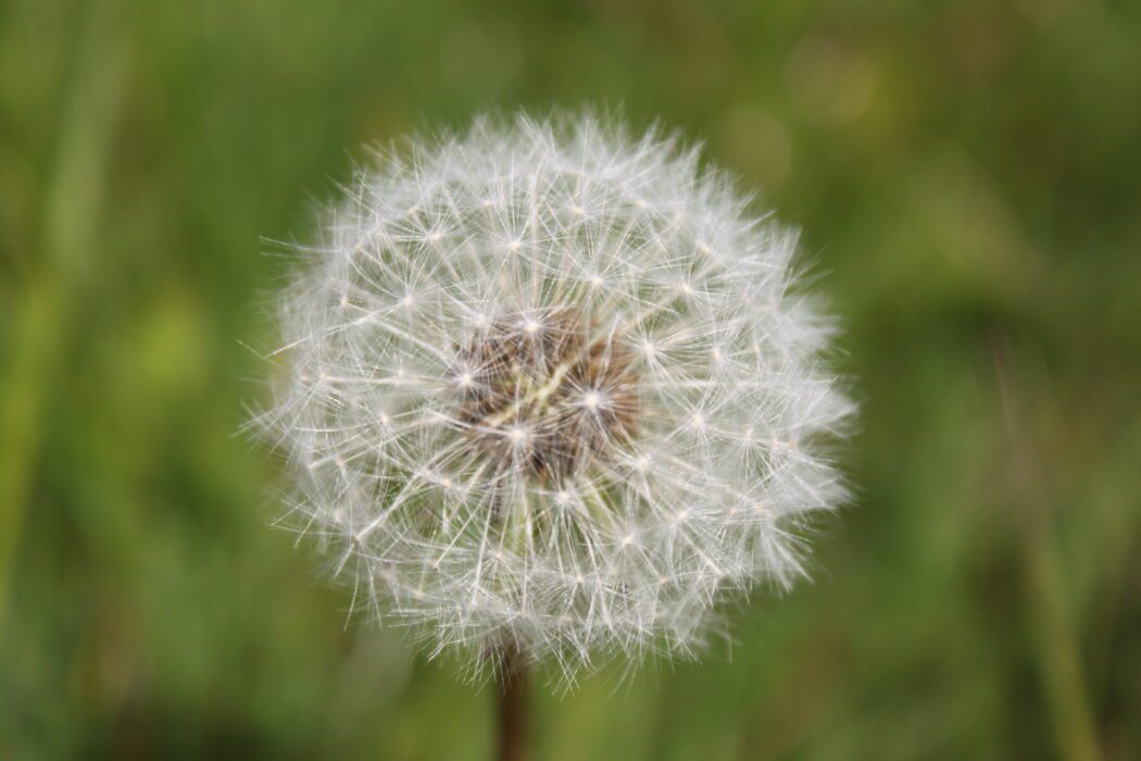 dandelion-clock